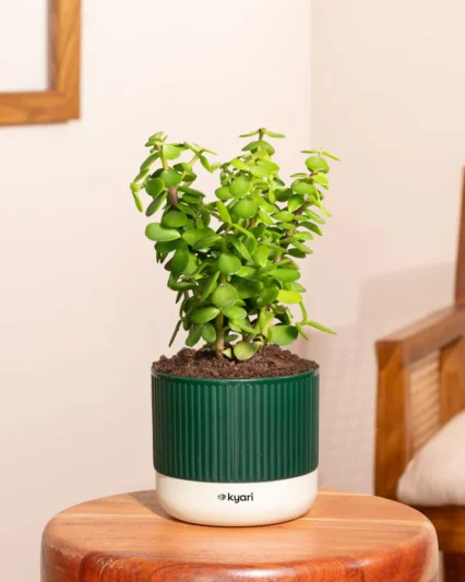 Lucky Jade Plant