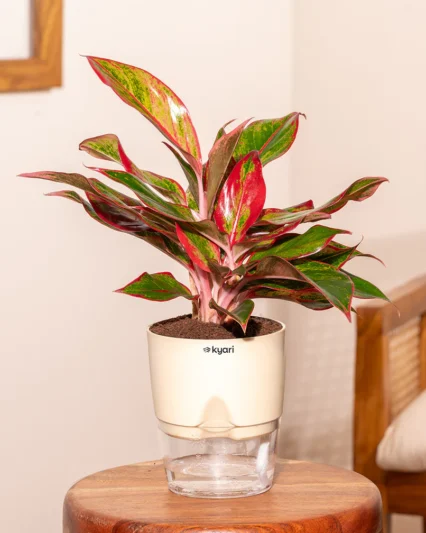 Aglaonema Red Lipstick Plant