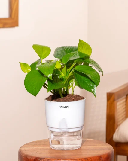 Golden Money Plant