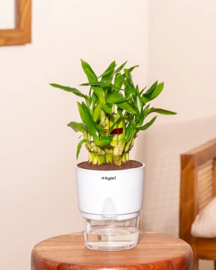 2-Layer Lucky Bamboo