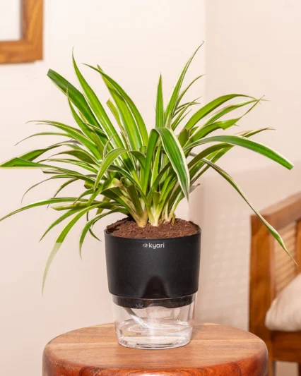 Spider Plant